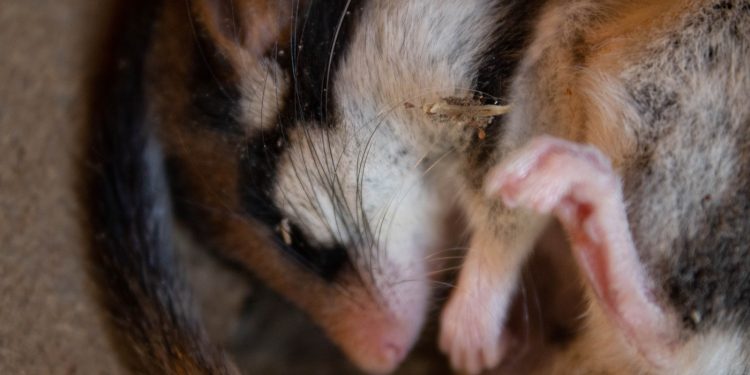 Se débarrasser d'un loir dans une maison : les méthodes