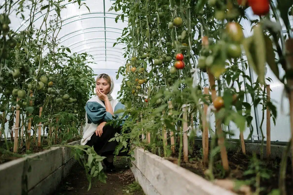 tomates  jardinage