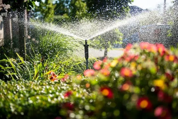 Best Watering Techniques