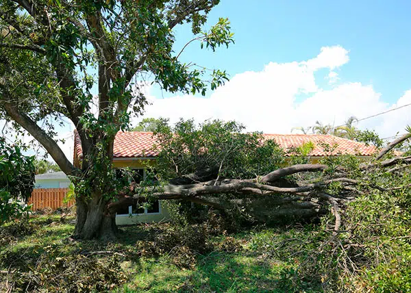 Branches Are Injured Or Falling Off