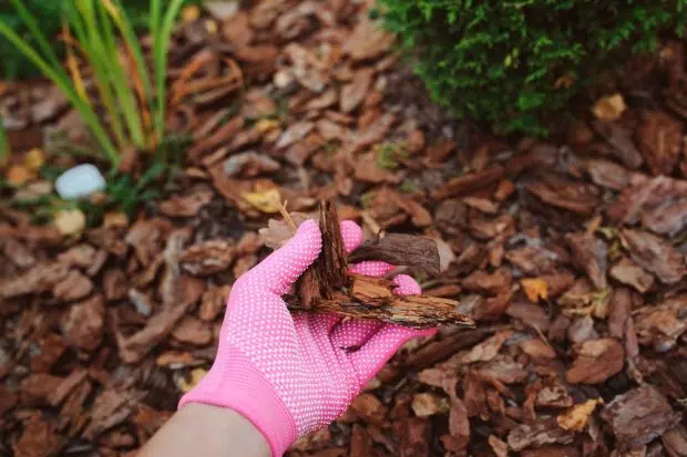 Chopped Leaves As Mulch