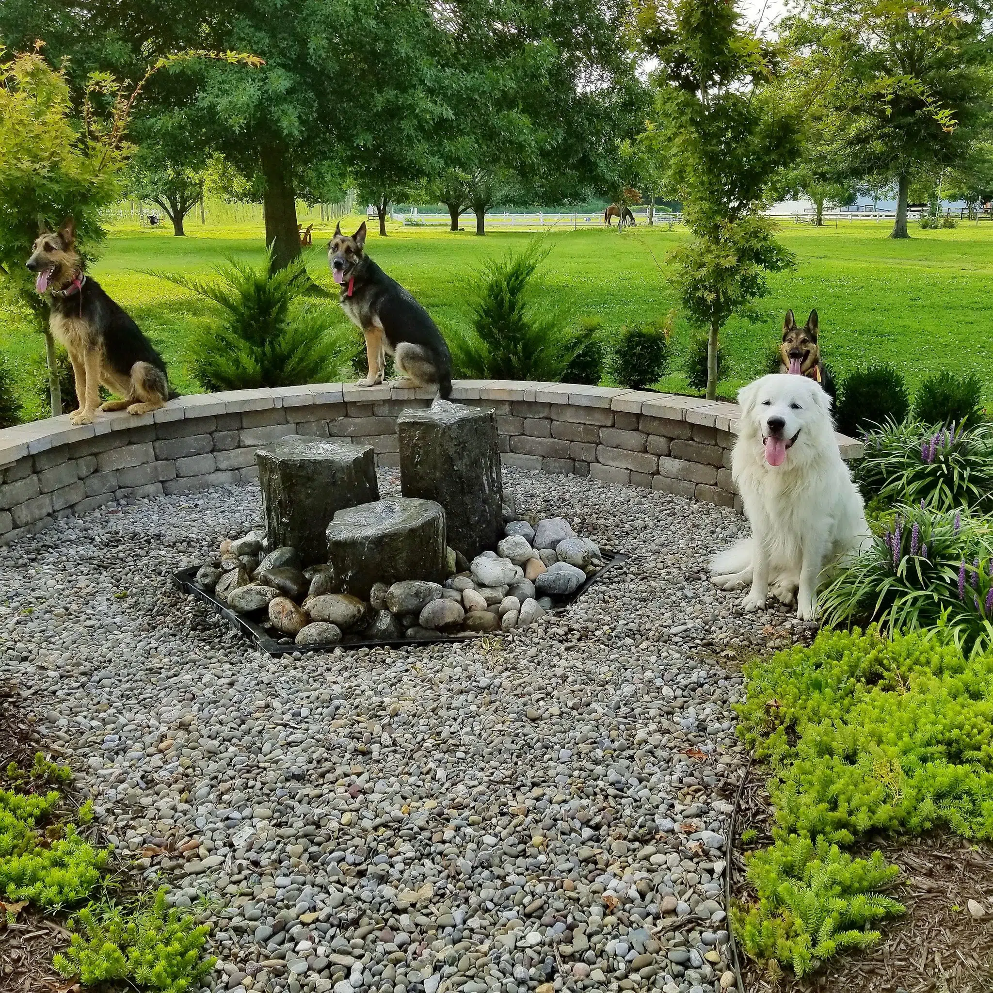 Create A Zone In Your Garden Or Yard Just For Your Pets