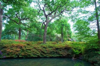 Des branches bien entretenus