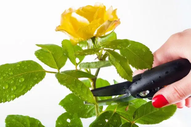 Pruning Shears