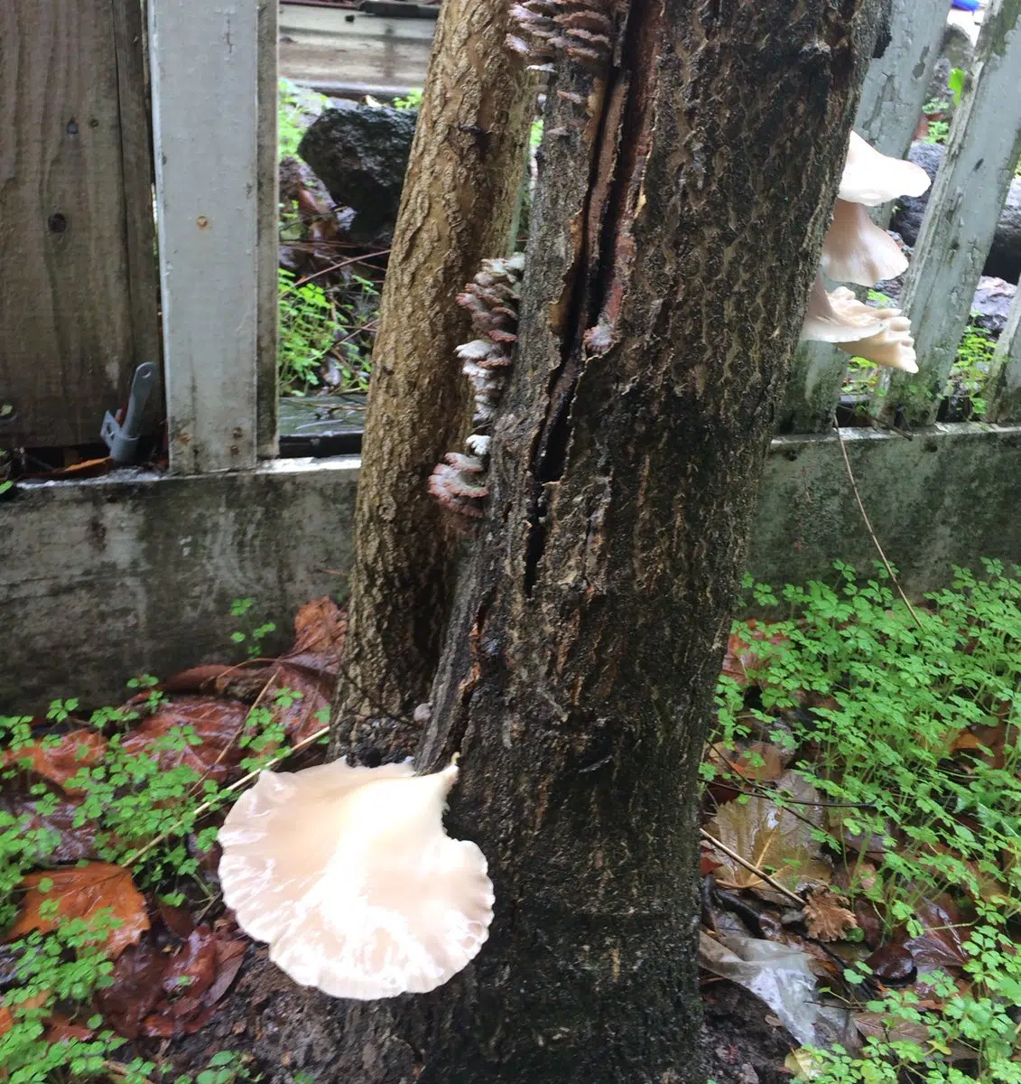 Fungi And Mushrooms Start Sprouting At The Tree’s Base