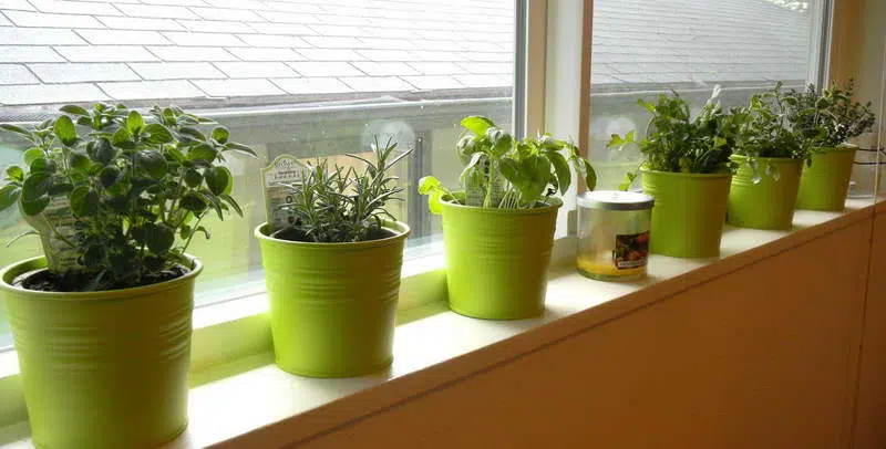 Indoor Vegetable Garden