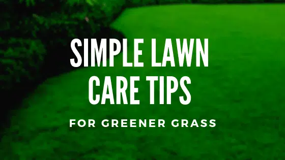 Simple Lawn Care Tips For Greener Grass