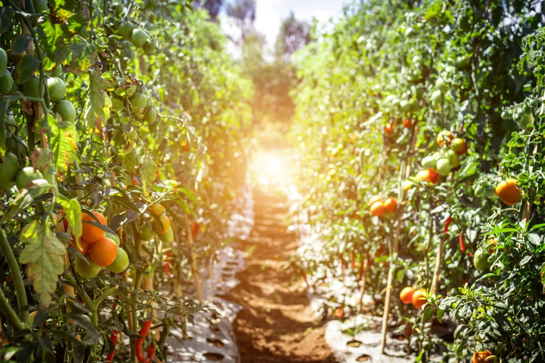 Tomato Plantation