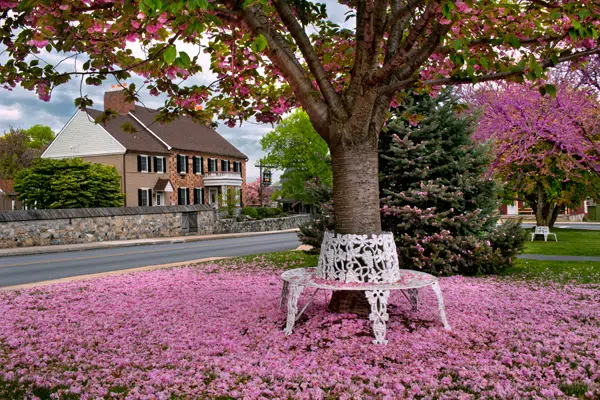 Beautiful Flowering Tree