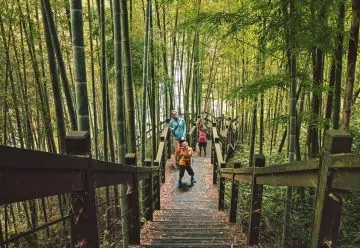 Comment planter du bambou nain non traçant ?