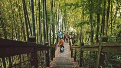 Comment planter du bambou nain non traçant ?