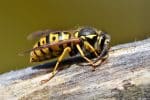 Comment se débarrasser d'un nid de guêpes ?