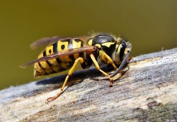 Comment se débarrasser d'un nid de guêpes ?