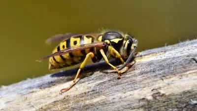 Comment se débarrasser d'un nid de guêpes ?