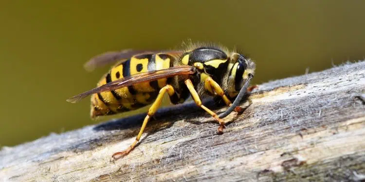 Comment se débarrasser d'un nid de guêpes ?