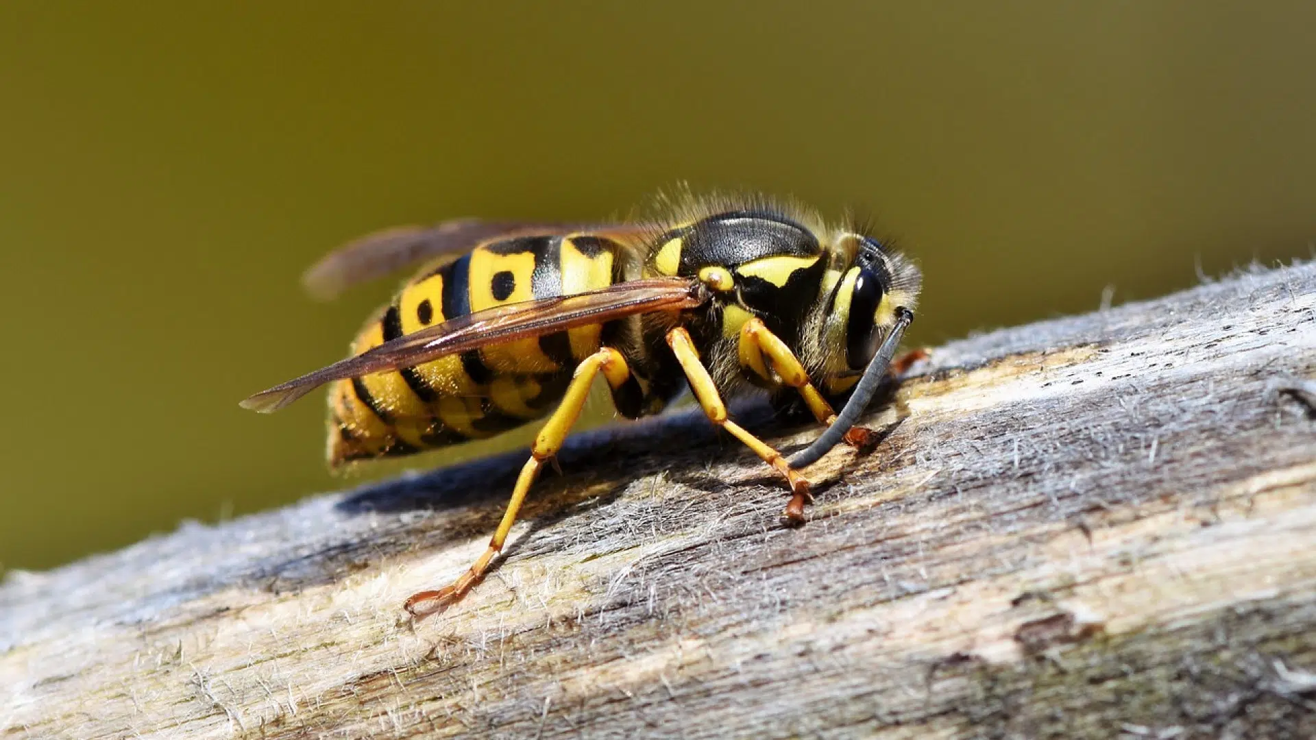 Comment se débarrasser d'un nid de guêpes ?