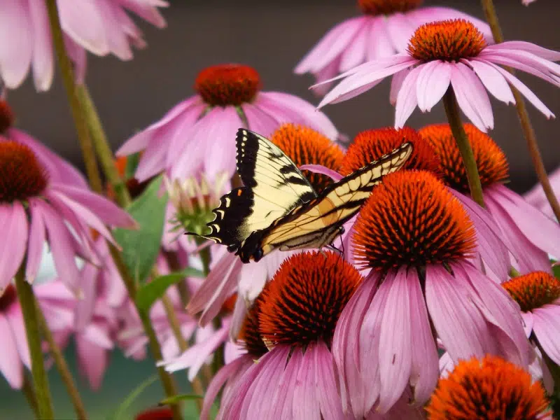 Cut Back Perennials