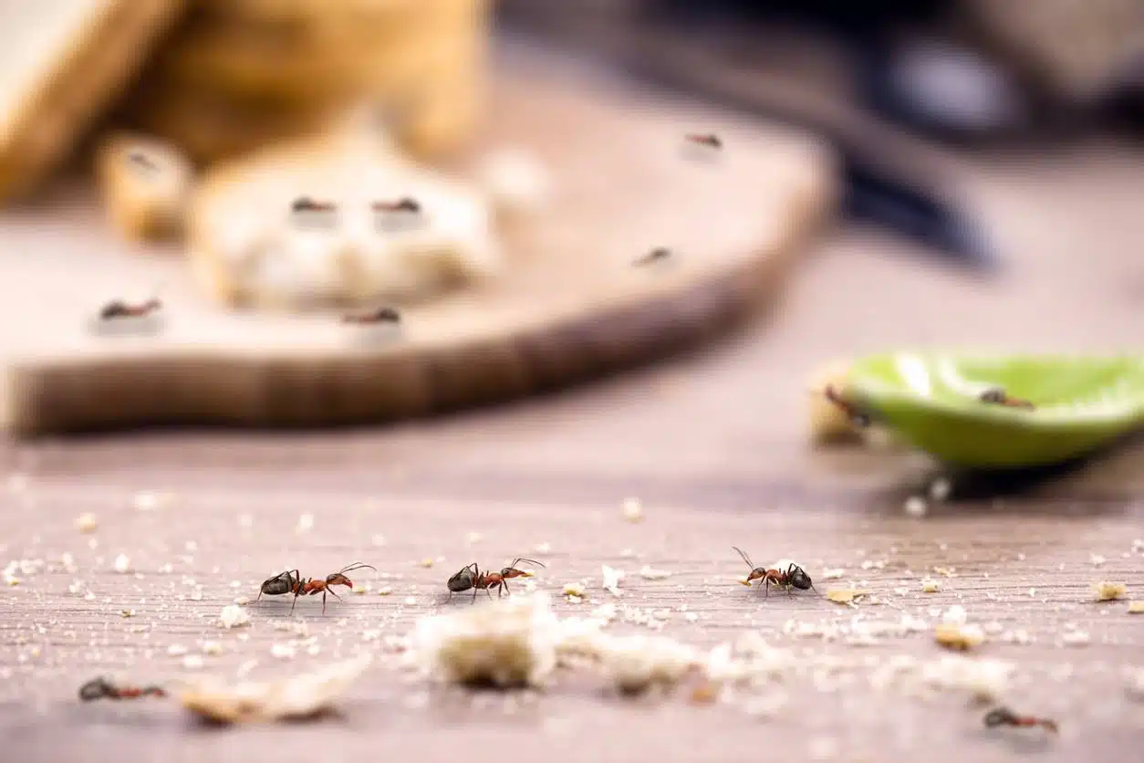 désinsectisation fourmi