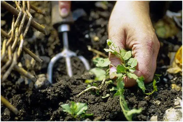 Gardening Tools