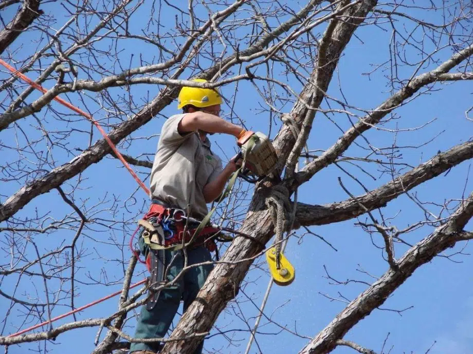 Removing Tress And Other Animals From Your Property