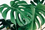 Couper la feuille de Monstera