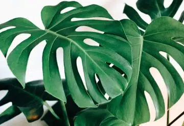 Couper la feuille de Monstera