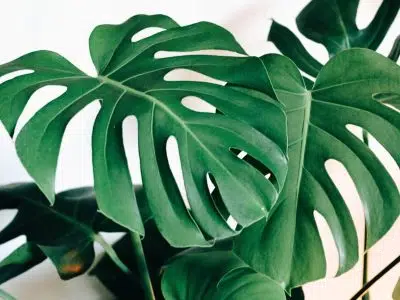 Couper la feuille de Monstera