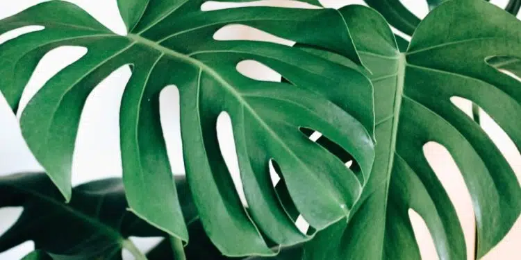 Couper la feuille de Monstera