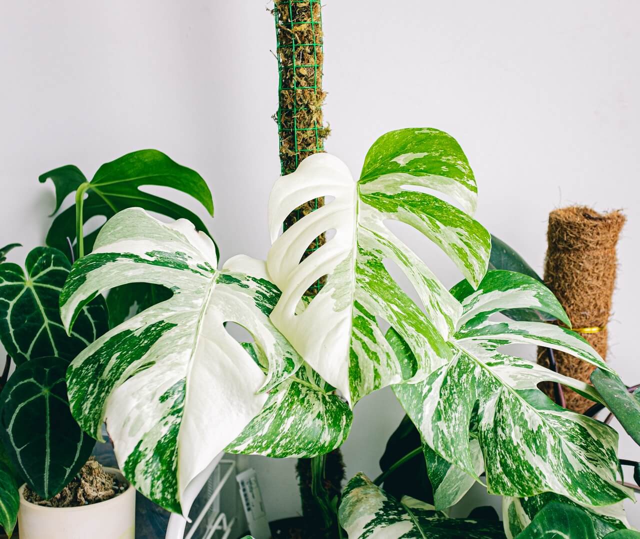 Couper la feuille de Monstera