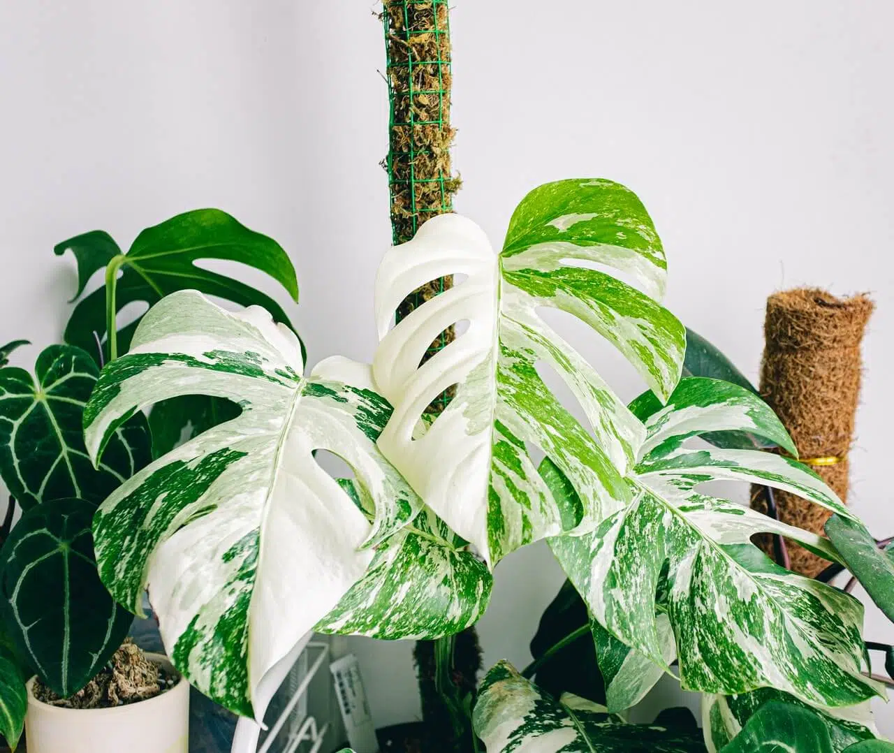 Couper la feuille de Monstera