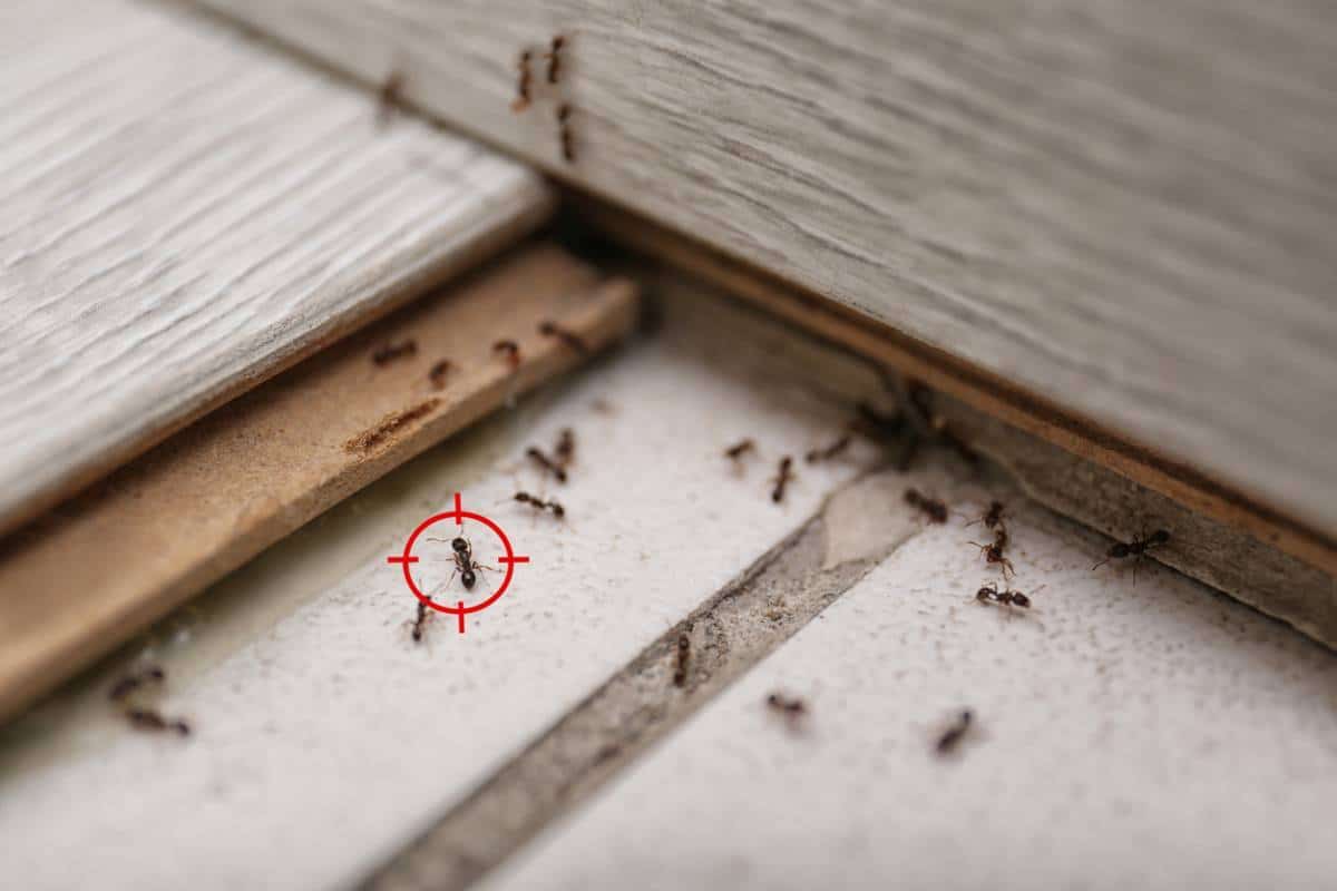 Fourmis dans la maison que faire ? Direct Home