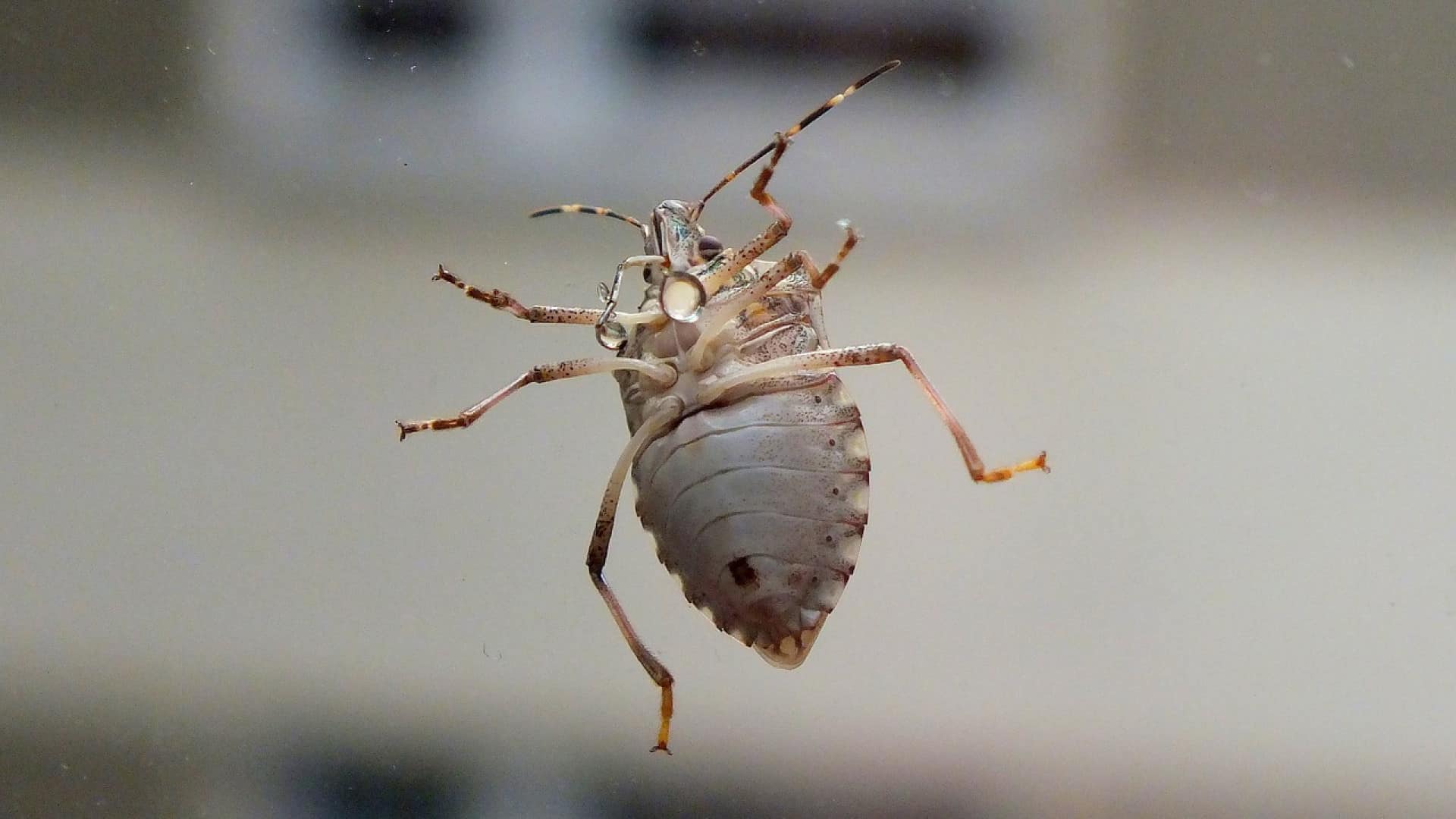 Quel traitement anti puce pour son domicile ?