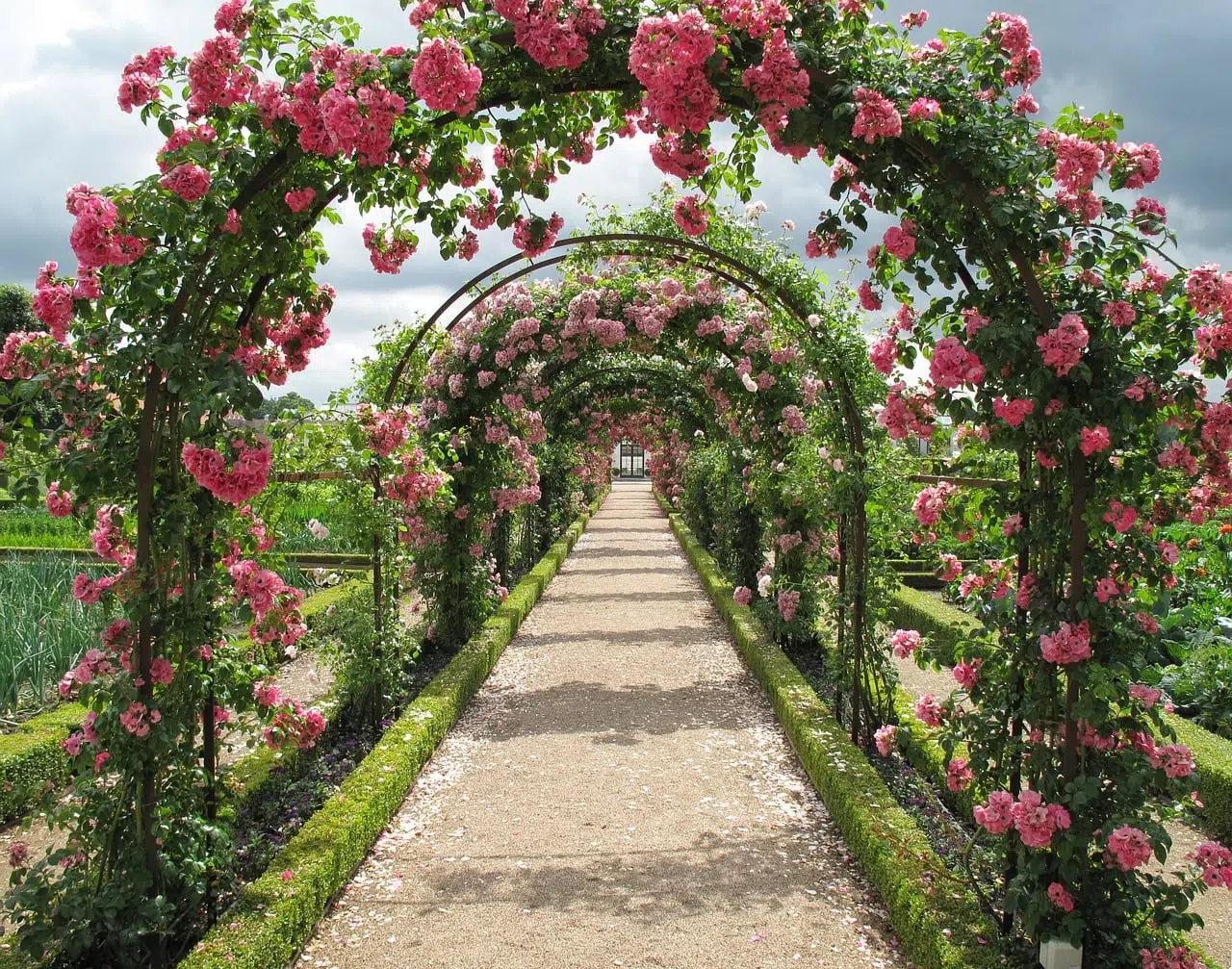 Roses Garden