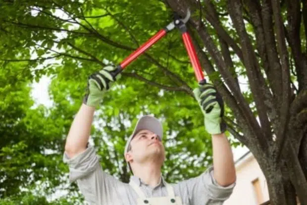 Tree Maintenance