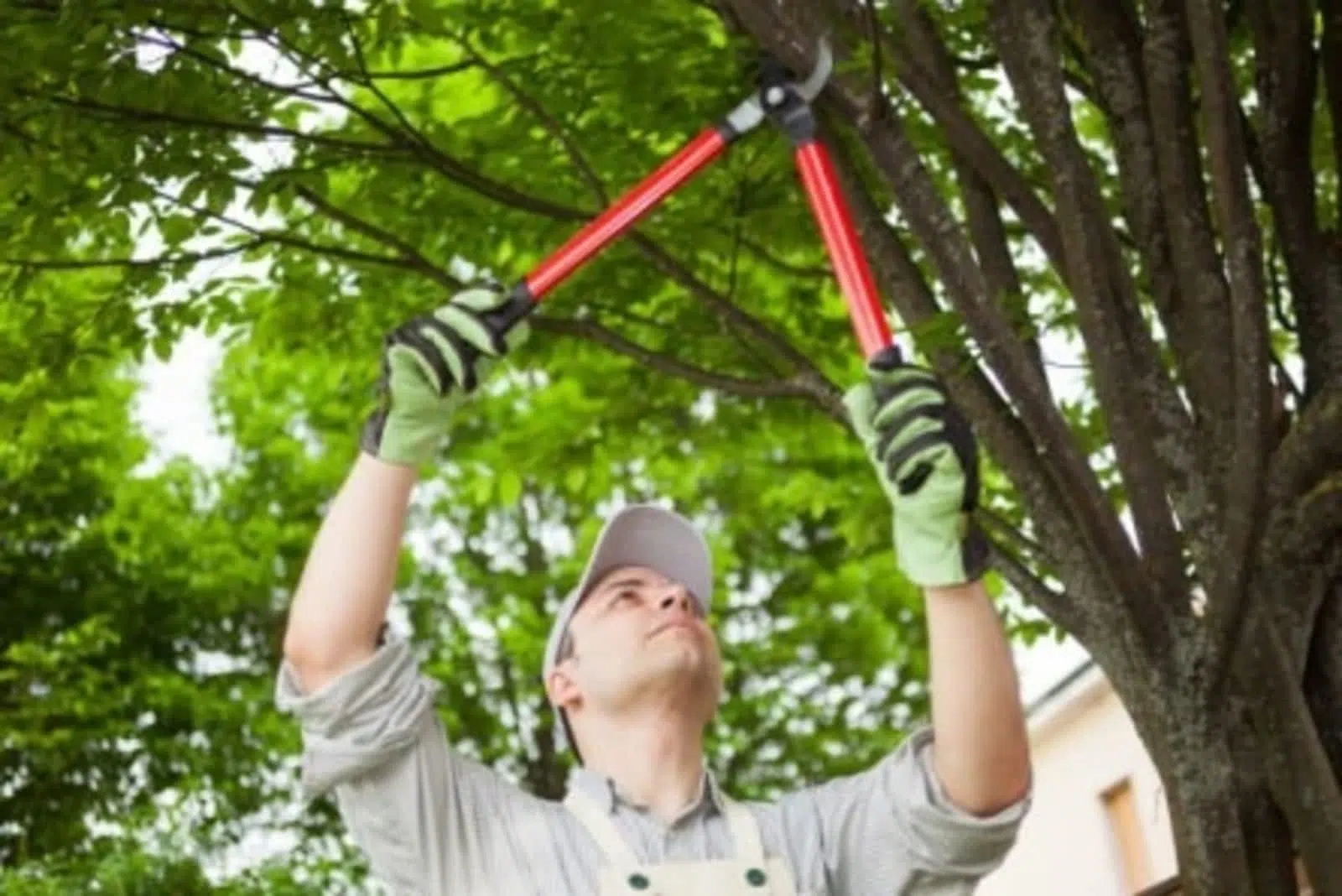 Trim Dead Limbs