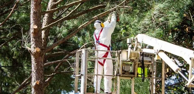 Tree Trimming