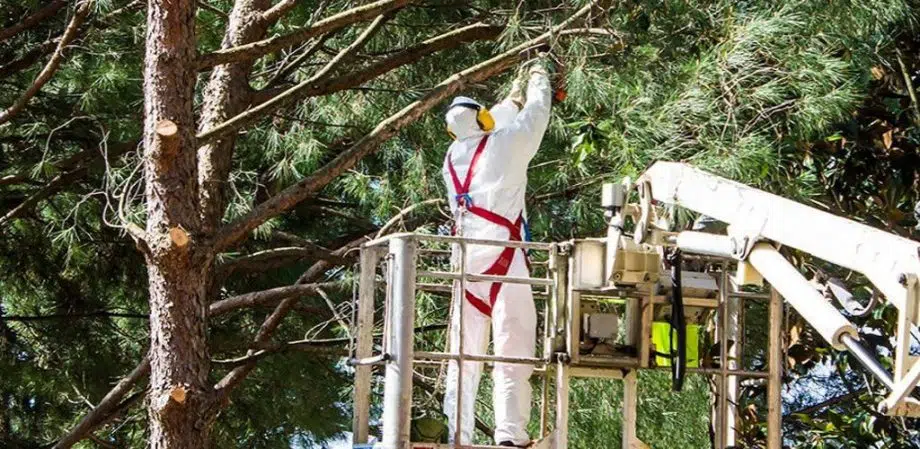 Tree Trimming